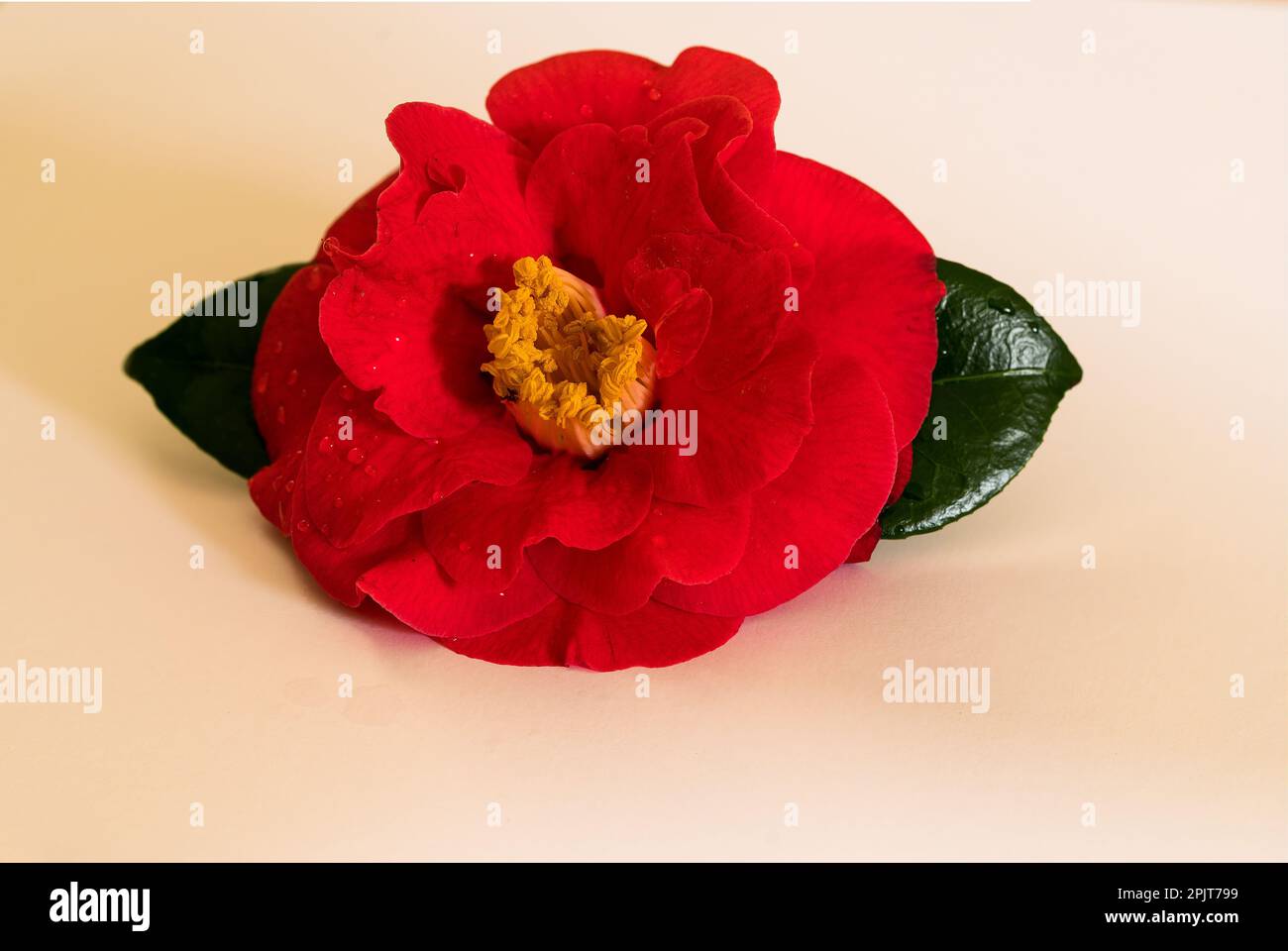 Testa di fiore della Camellia Camellia japonica in piena fioritura. Foto Stock