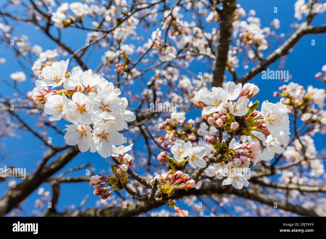 Fiore dei ciliegi, Festa dei fiori, parco storico di Ohtori, città di Yokote, Akita, Tohoku, Giappone, Asia orientale, Asia Foto Stock