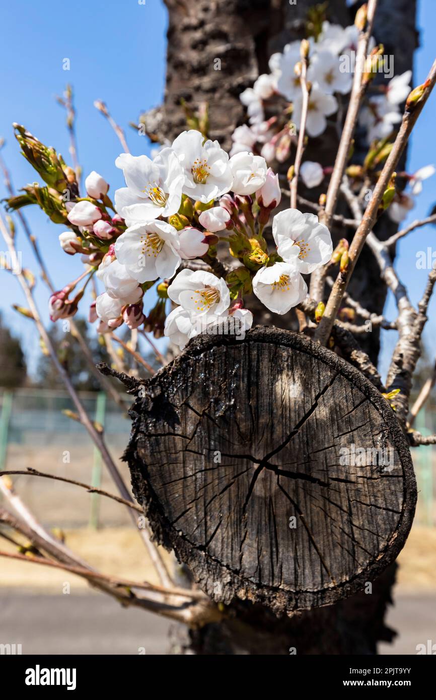 Fiore dei ciliegi, Festa dei fiori, parco storico di Ohtori, città di Yokote, Akita, Tohoku, Giappone, Asia orientale, Asia Foto Stock