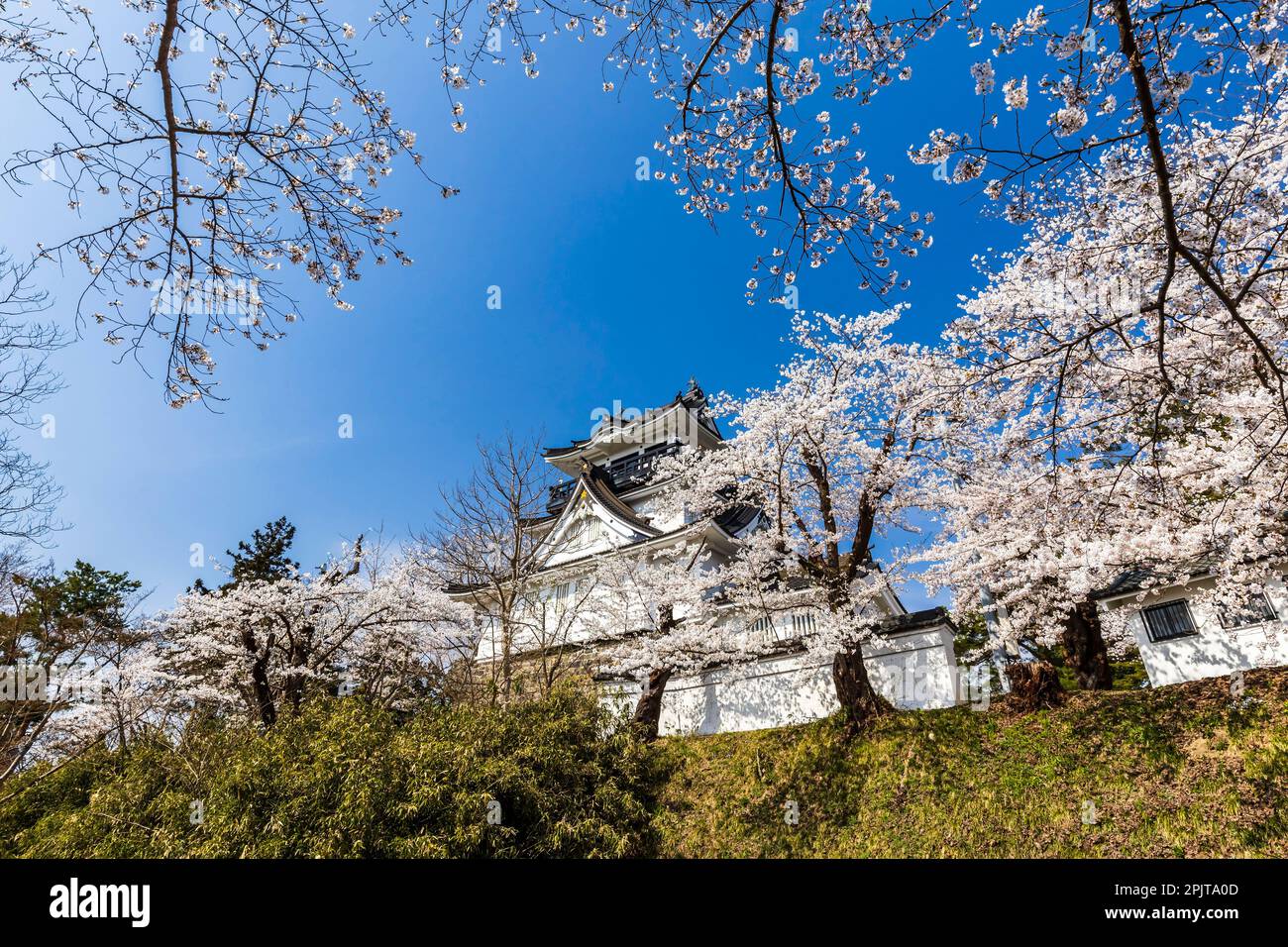 Yokote-jo (castello di Yokote), con fiori di ciliegio, festa dei fiori, città di Yokote, Akita, Tohoku, Giappone, Asia orientale, Asia Foto Stock