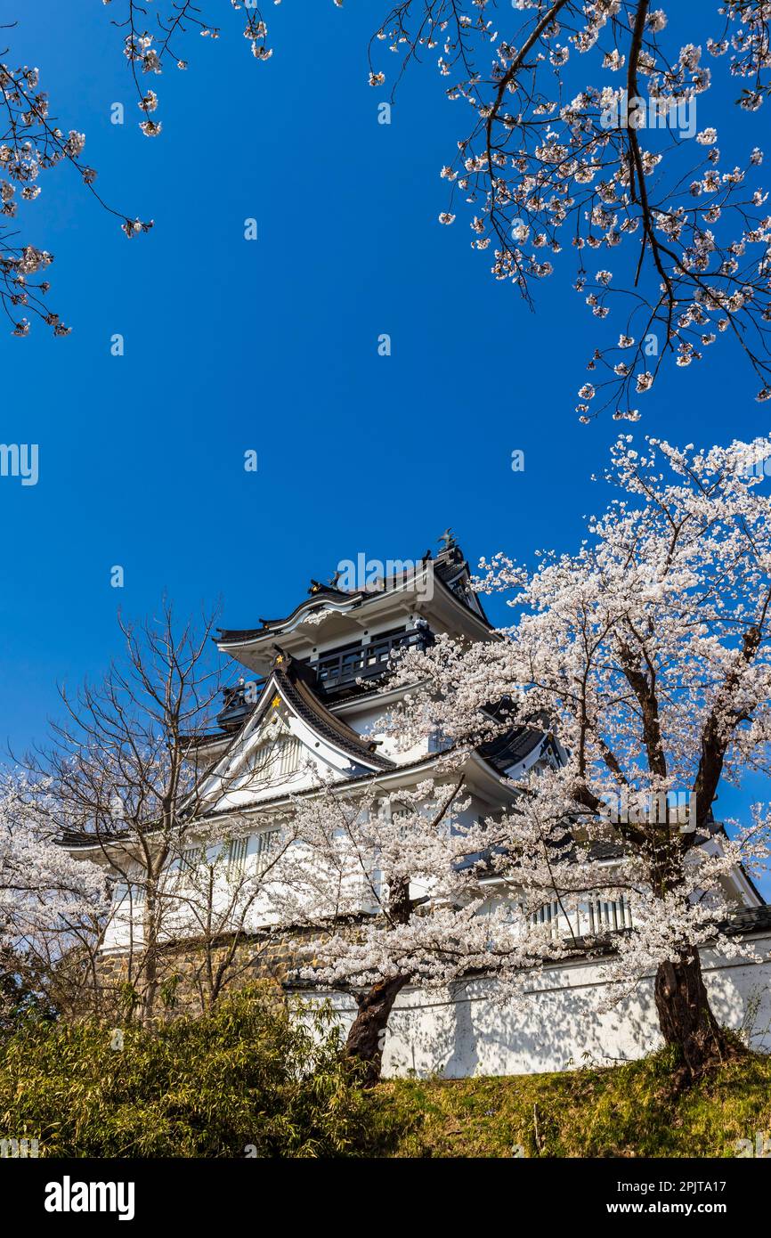 Yokote-jo (castello di Yokote), con fiori di ciliegio, festa dei fiori, città di Yokote, Akita, Tohoku, Giappone, Asia orientale, Asia Foto Stock