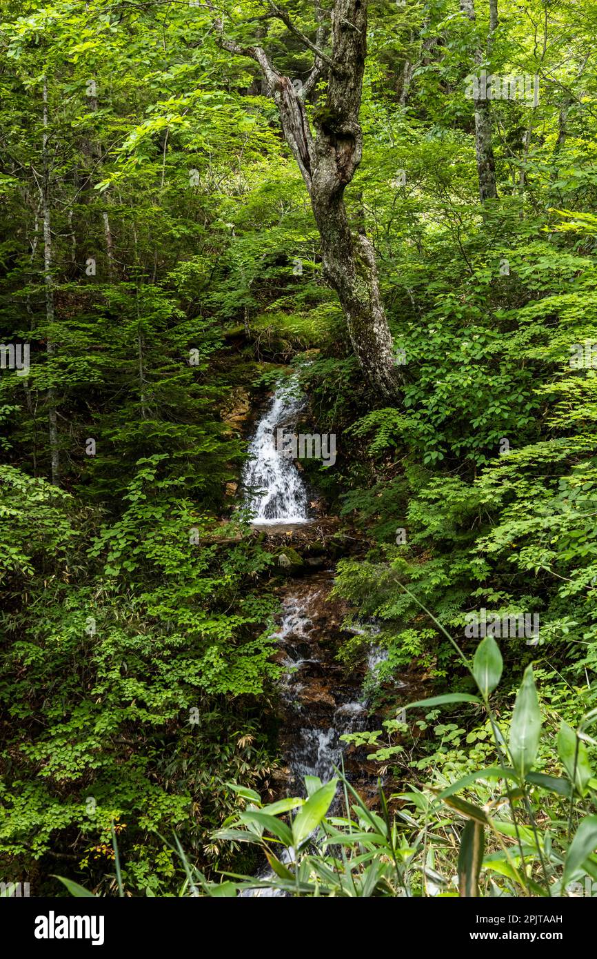 Acque di testa e piccole cascate nella foresta selvaggia, parco nazionale di Oze, Katashina, Gunma, Giappone, Asia orientale, Asia Foto Stock