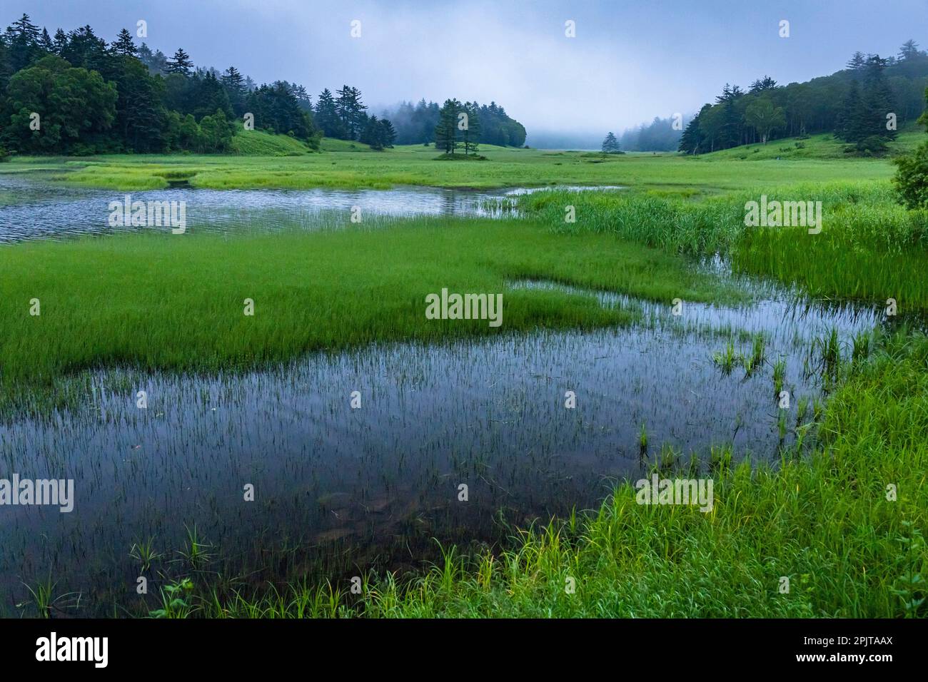 Paludi serali, paludi di Ozegahara, parco nazionale di Oze, Hinoematamura (villaggio di Hinoemata), Fukushima, Giappone, Asia orientale, Asia Foto Stock