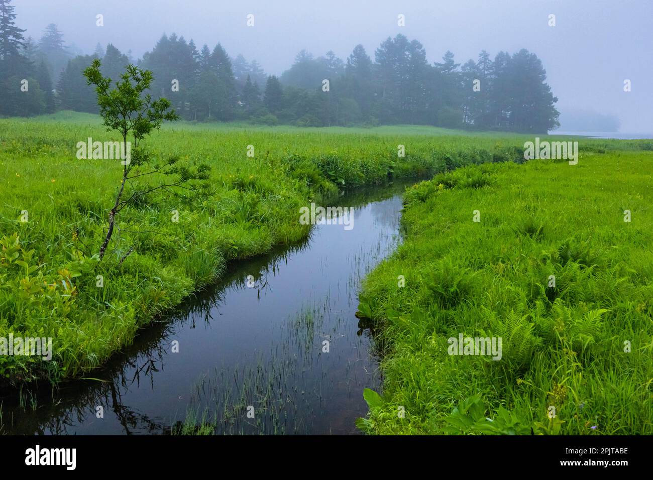 Paludi serali, paludi di Ozegahara, parco nazionale di Oze, Hinoematamura (villaggio di Hinoemata), Fukushima, Giappone, Asia orientale, Asia Foto Stock
