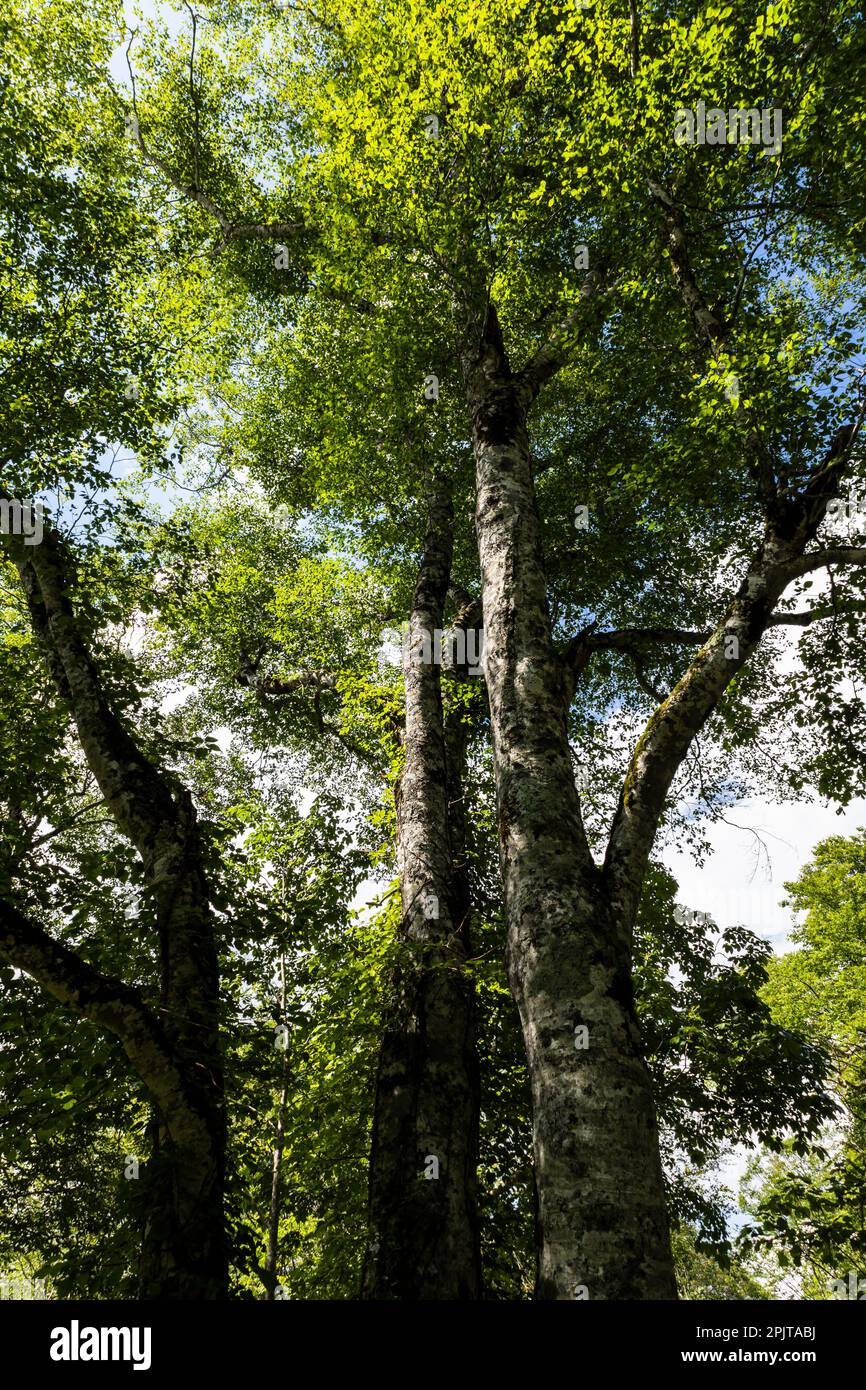 Faggi selvatici, paludi di Ozegahara, parco nazionale di Oze, Hinoematamura (villaggio di Hinoemata), Fukushima, Giappone, Asia orientale, Asia Foto Stock