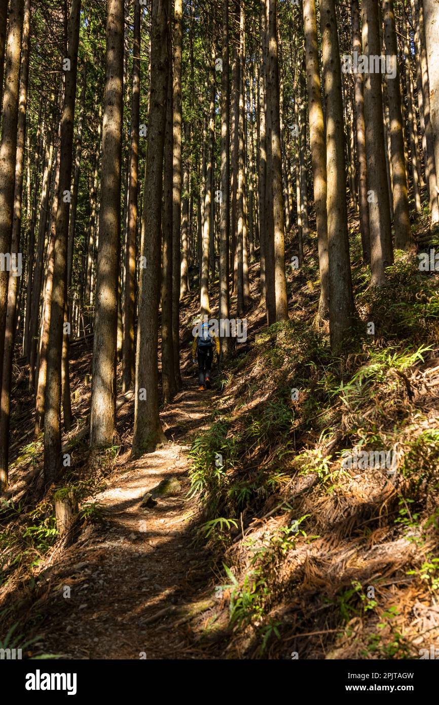 Foresta di cedro di Mt. Warabiyama (Warabi-yama, Mt. Warabi), montagne di Okumusashi, città di Hanno, Saitama, Giappone, Asia orientale, Asia Foto Stock