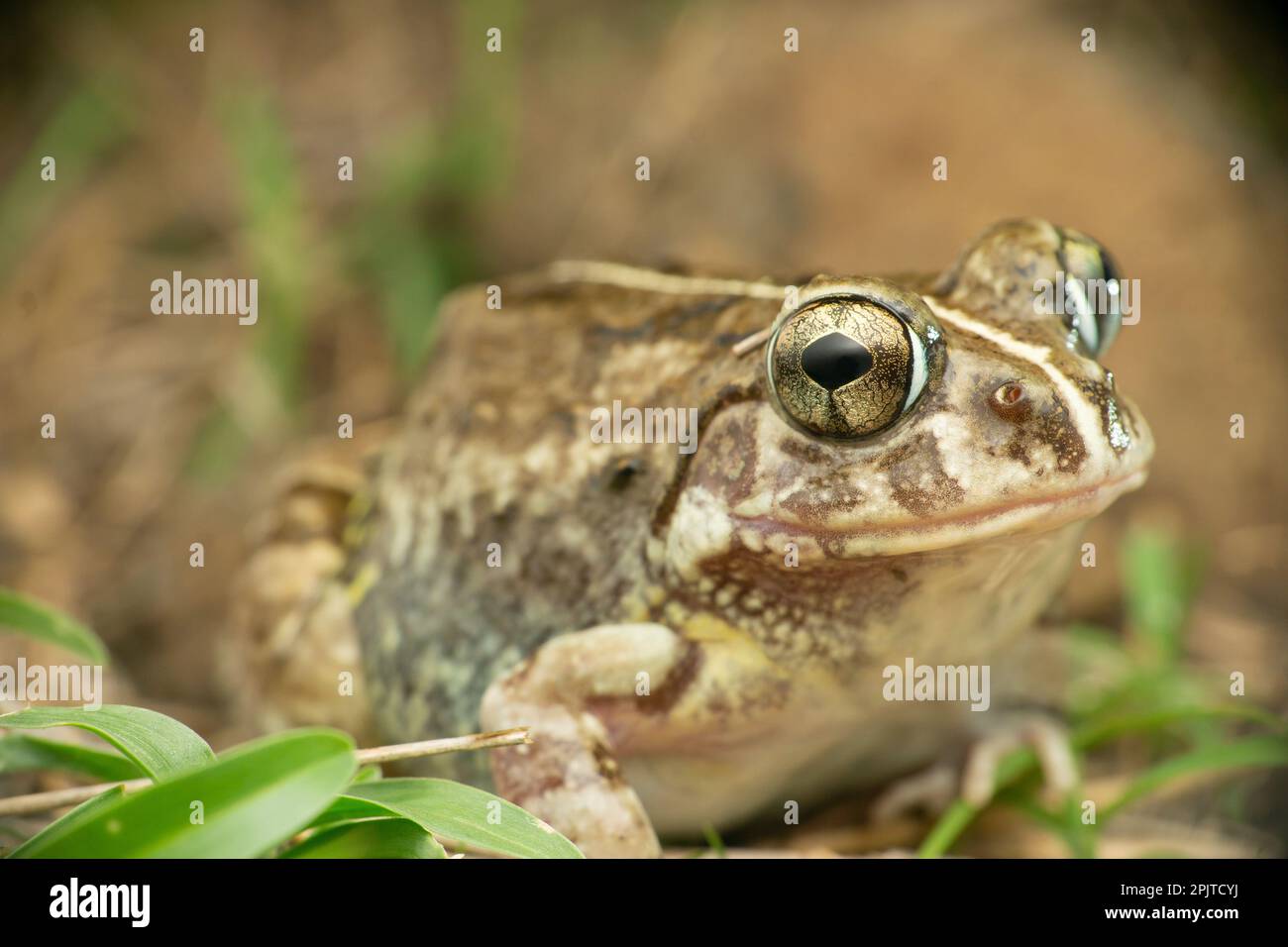 Splendidi occhi di rana burrowing, Satara Maharashtra India Foto Stock