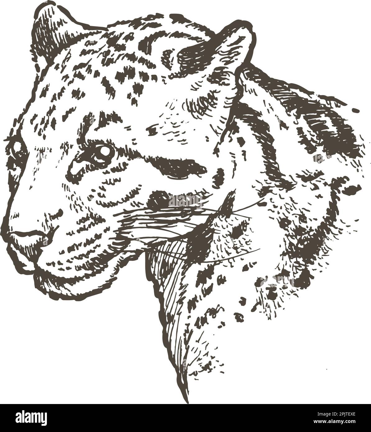 Testa di leopardo nuvoloso, disegnata a mano, illustrazione vettoriale Illustrazione Vettoriale