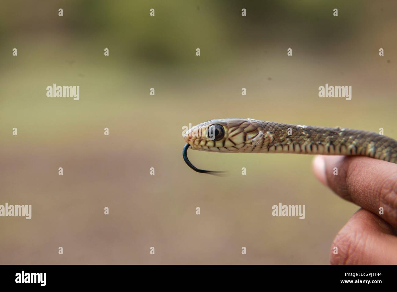 Capo di serpente di ratto indiano (Ptyas mucosa), Satara maharashtra india Foto Stock