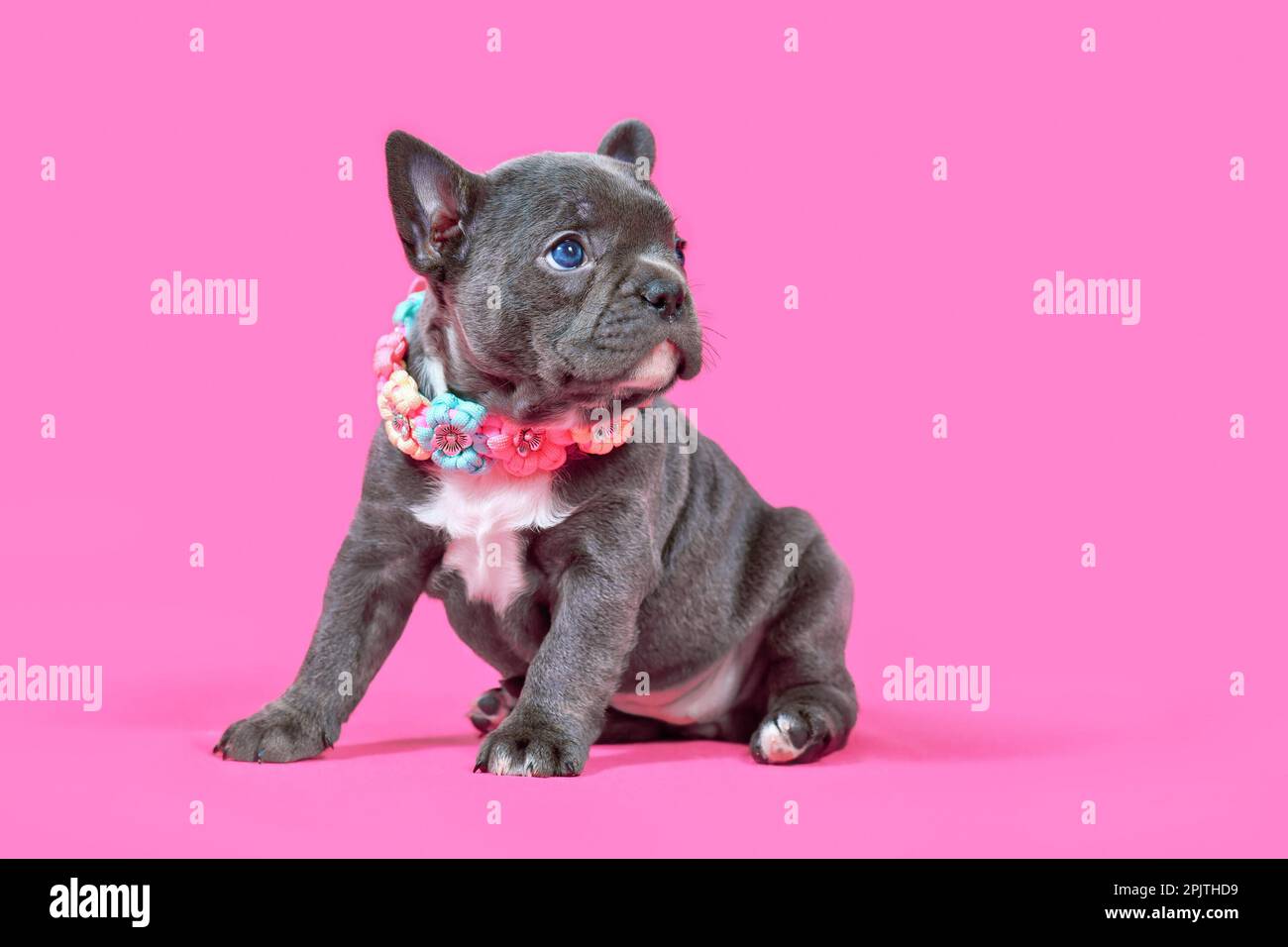 Cucciolo di cane Bulldog francese blu con colletto in tessuto di fiori seduto di fronte a sfondo rosa Foto Stock