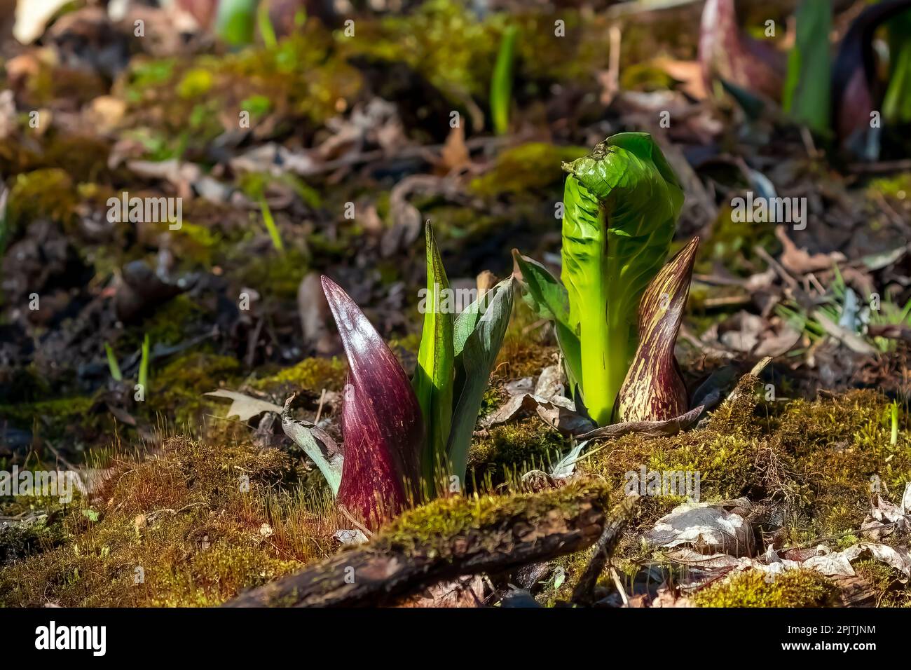 Cavolo orientale skunk (Symplocarpus foetidus) pianta nativa dell'America settentrionale orientale. Usato come pianta medicinale e talismano magico da varie tribù Foto Stock