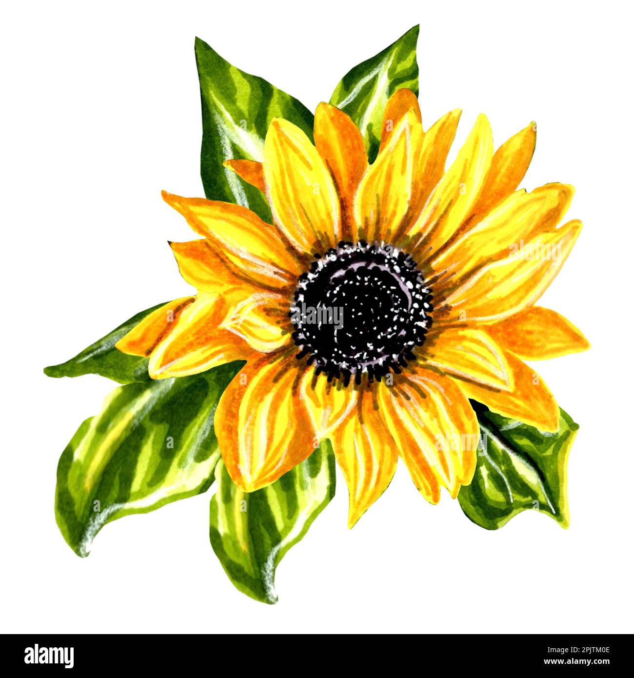 Girasole con foglie. Illustrazione JPEG per adesivi, creazione di motivi, sfondo, carta da imballaggio, cartoline, modello di design, tessuto, abbigliamento. Foto Stock