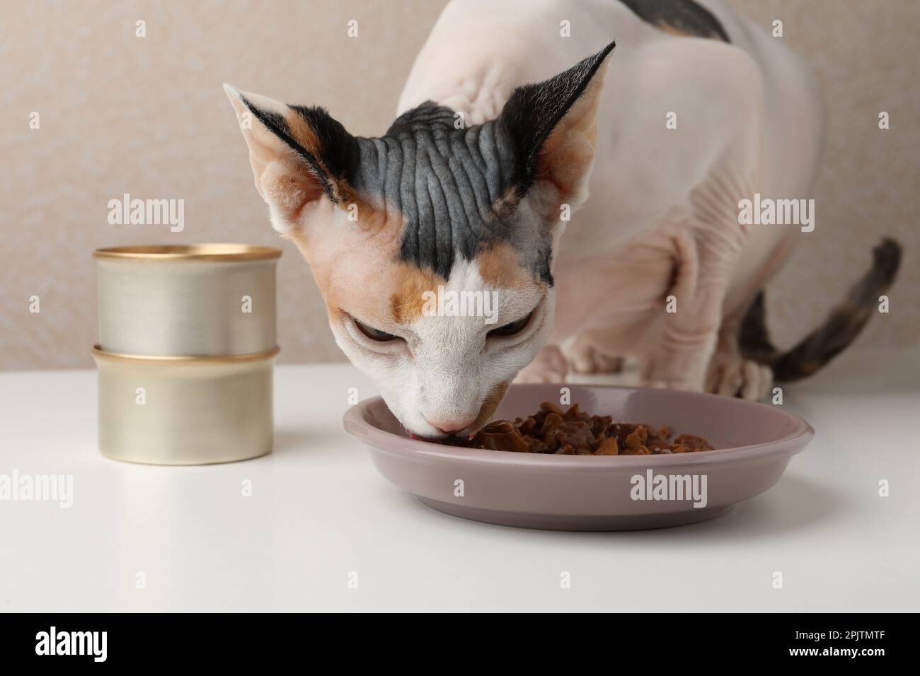 Carino gatto Sphynx mangiare cibo umido da piatto su tavolo bianco, primo piano Foto Stock