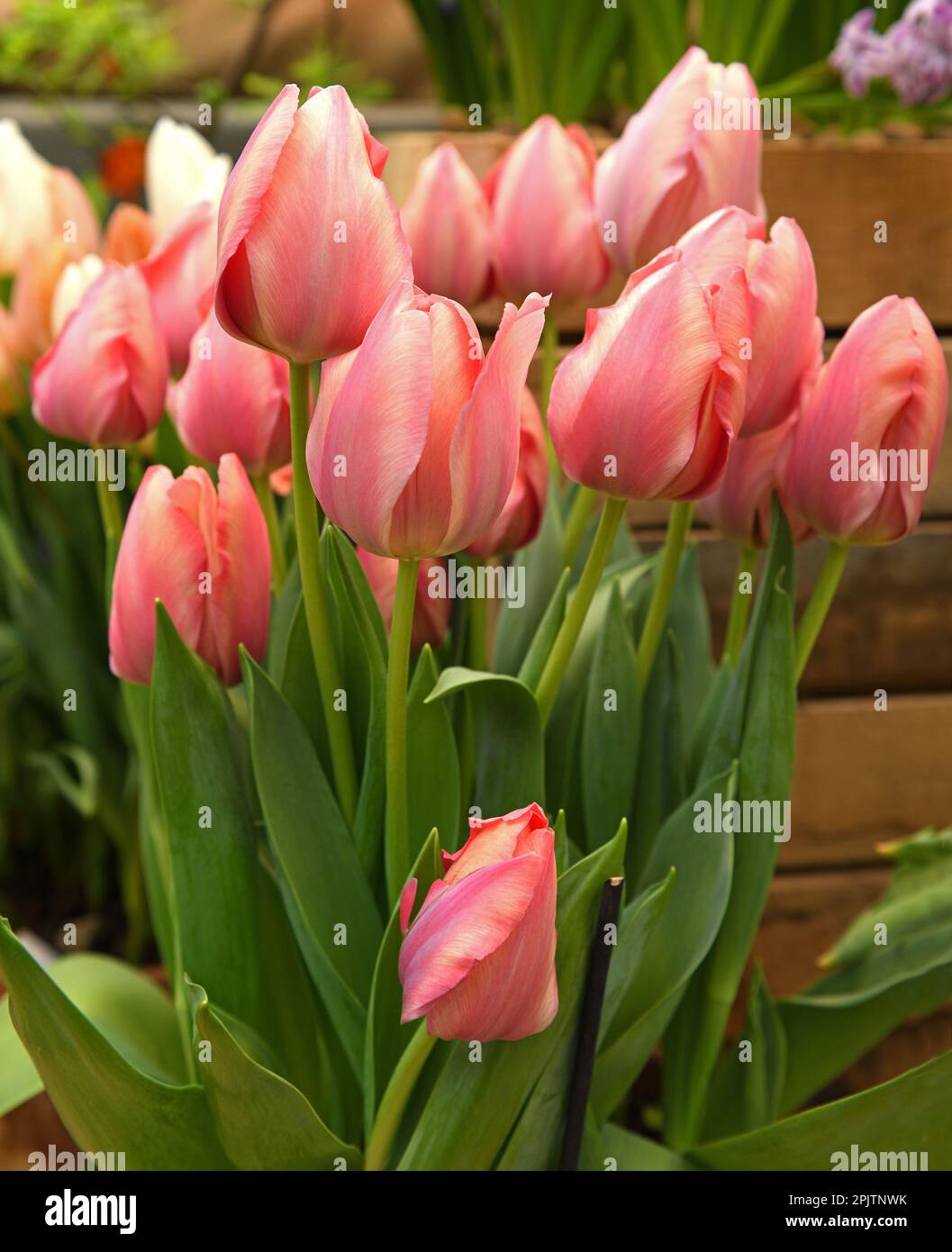 Delicato e fantastico Tulip Salmon Van Eijk, rosa salmone ombreggiato rosa più profondo Foto Stock