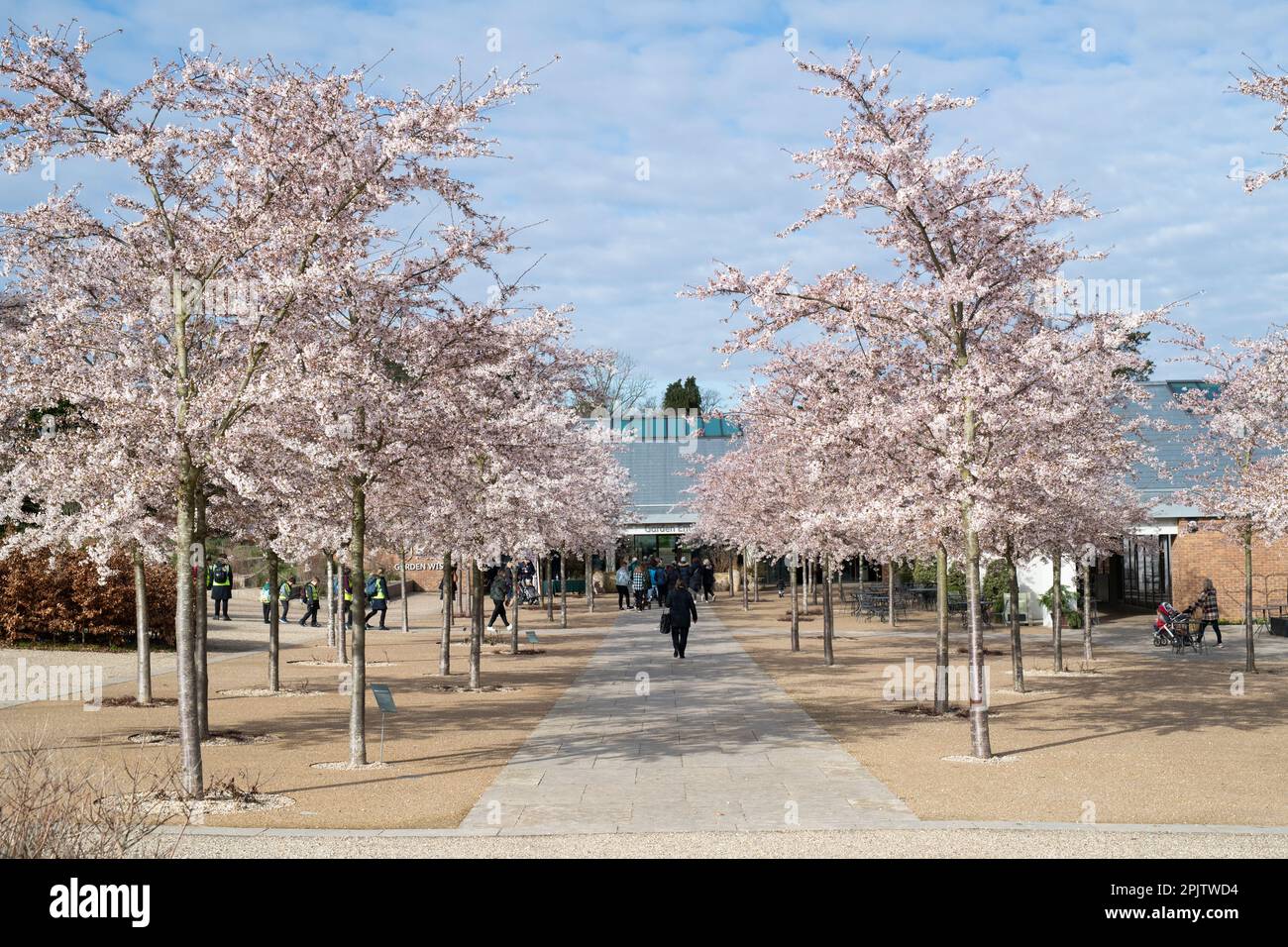 Prunus x yedoensis. Yoshino ciliegio viale fuori RHS Wisley Gardens nel mese di marzo. Wisley, Surrey, Inghilterra Foto Stock