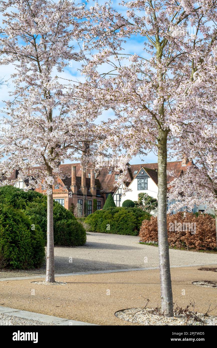 Prunus x yedoensis. Yoshino ciliegio viale fuori RHS Wisley Gardens nel mese di marzo. Wisley, Surrey, Inghilterra Foto Stock