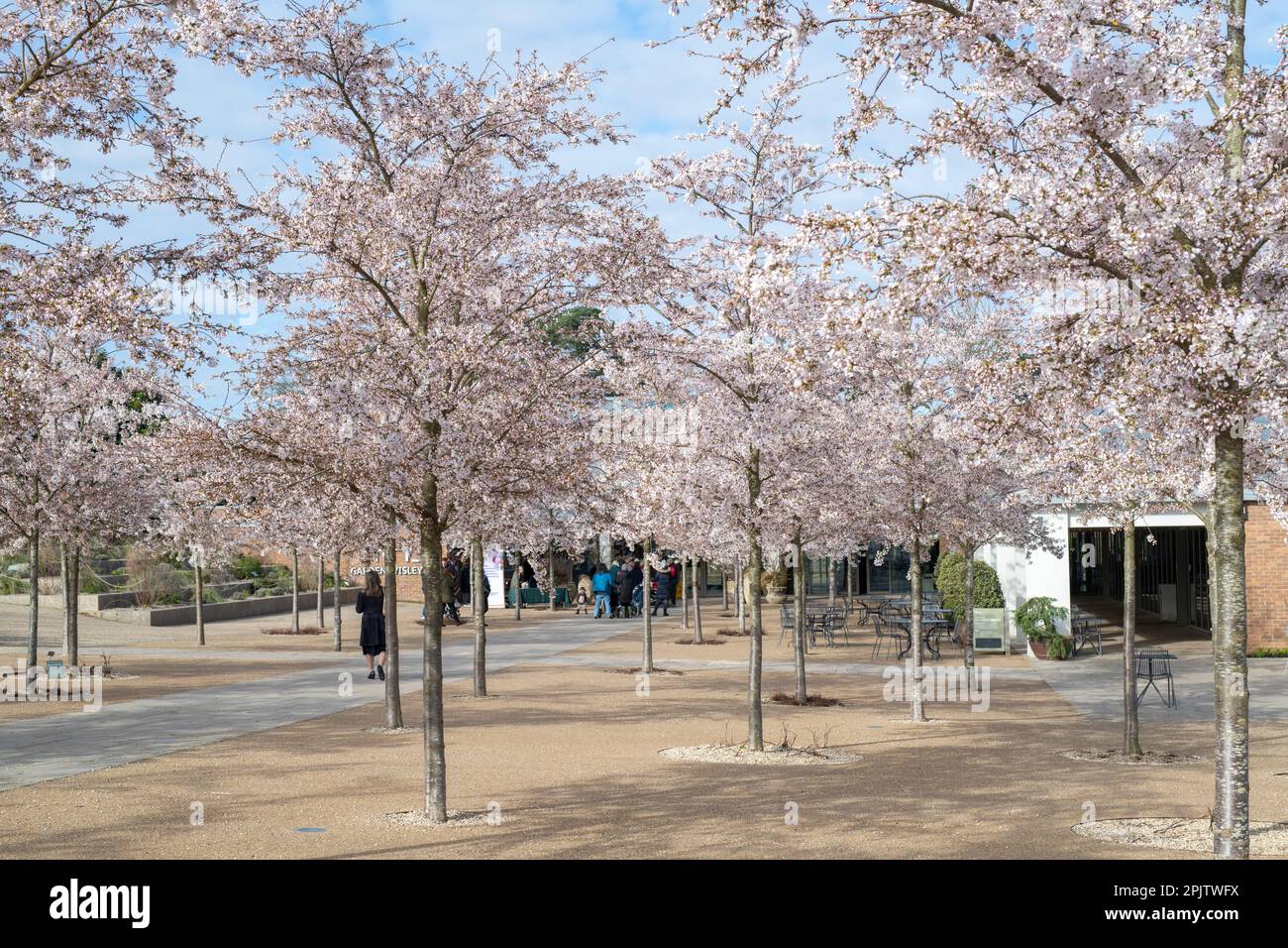 Prunus x yedoensis. Yoshino ciliegio viale fuori RHS Wisley Gardens nel mese di marzo. Wisley, Surrey, Inghilterra Foto Stock