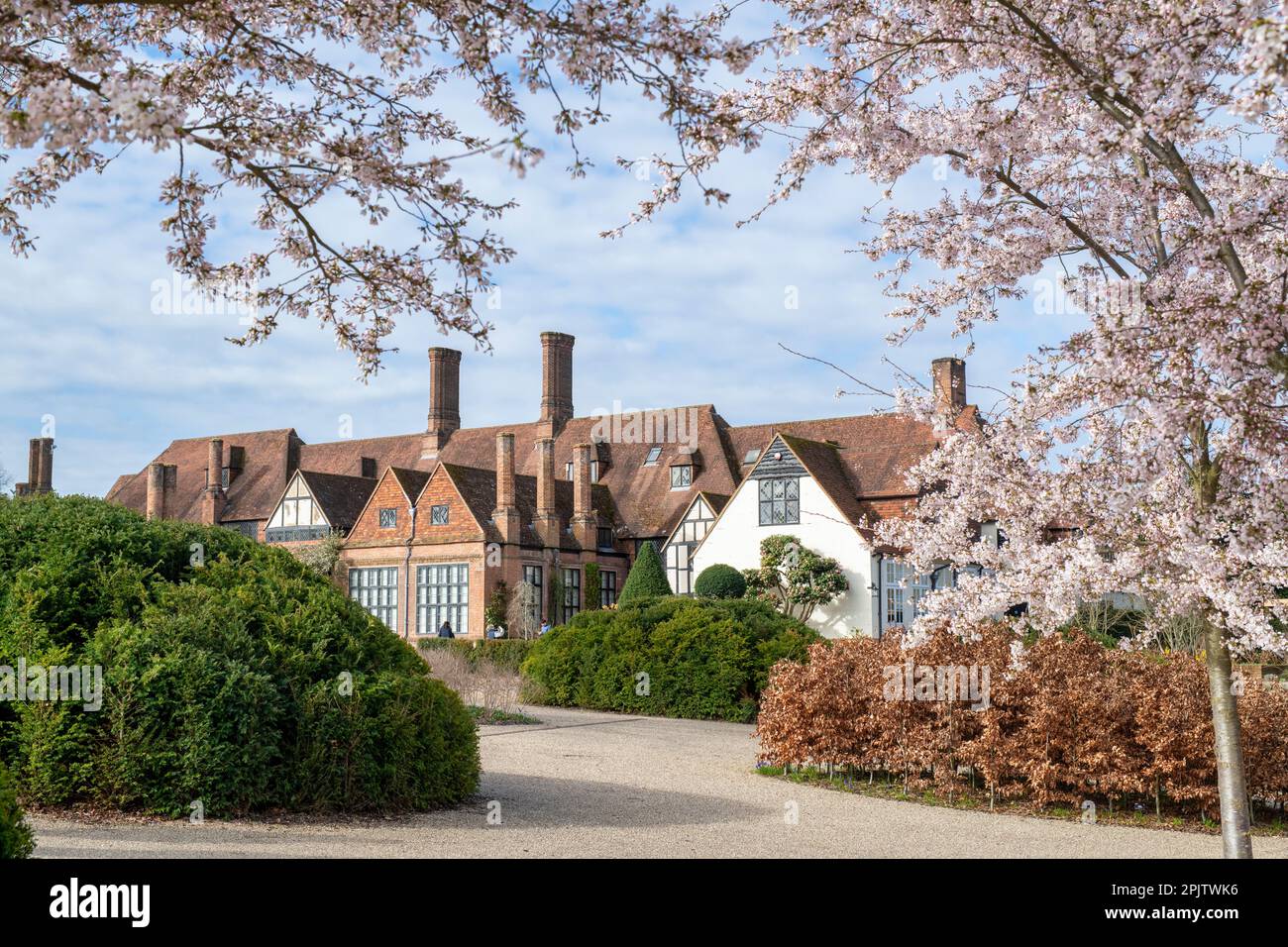 Prunus x yedoensis. Yoshino ciliegio viale fuori RHS Wisley Gardens nel mese di marzo. Wisley, Surrey, Inghilterra Foto Stock
