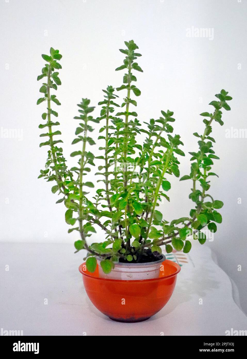 Giardino di casa - Oregano dalla Grecia Foto Stock