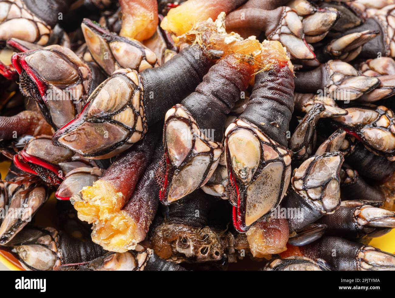 Primo piano dei barnacoli d'oca cruda. Cibo sfondo. Foto Stock