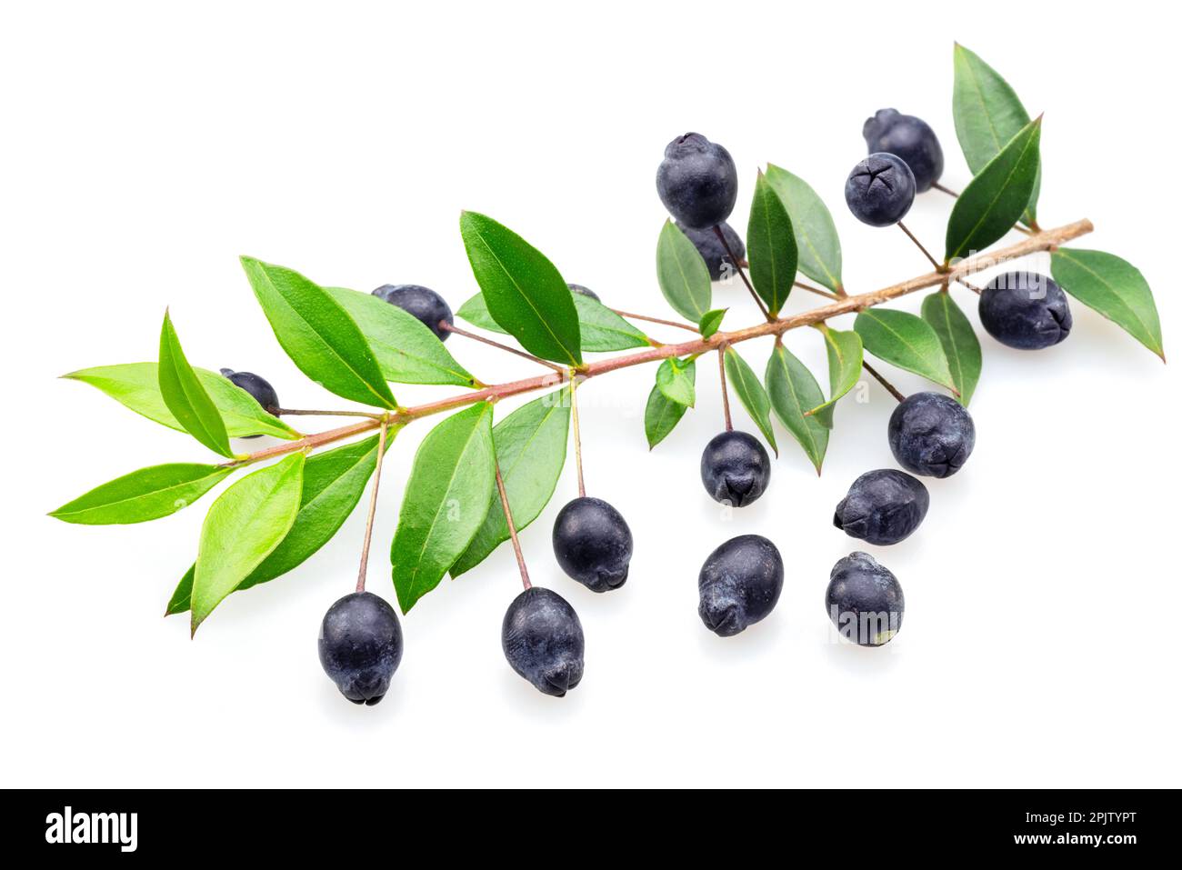 Ramo di mirto con foglie e bacche isolate su fondo bianco. Foto Stock
