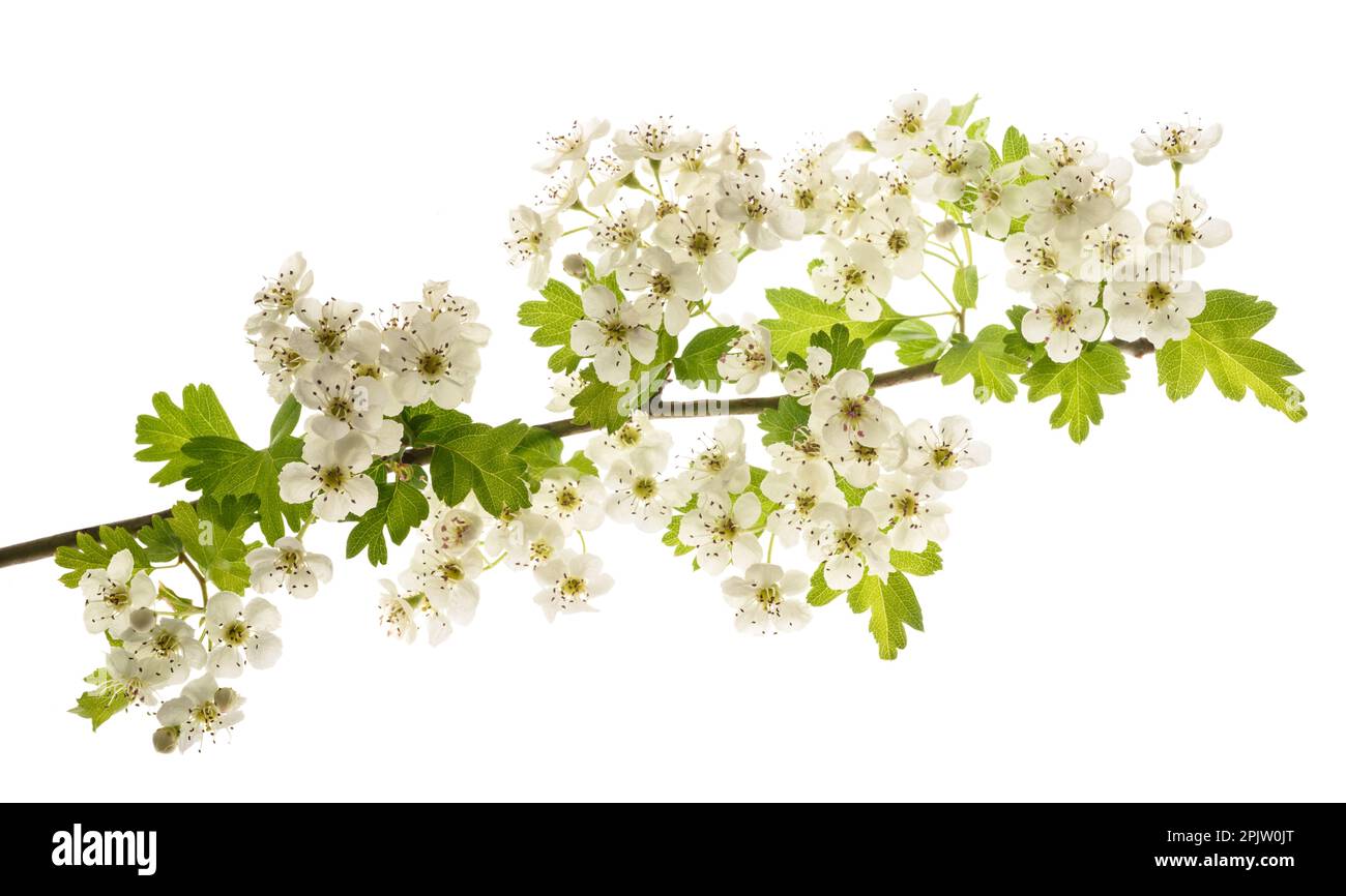 Ramo di biancospino con fiori isolati su sfondo bianco Foto Stock