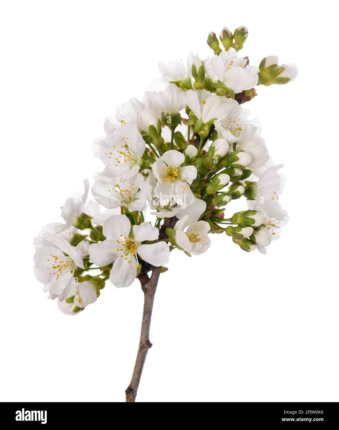 Ciliegio ramo in fiori isolato su bianco Foto Stock