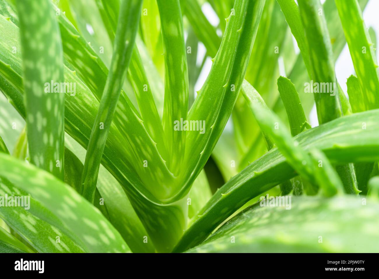 Foto macro aloe vera leaf. Foto Stock