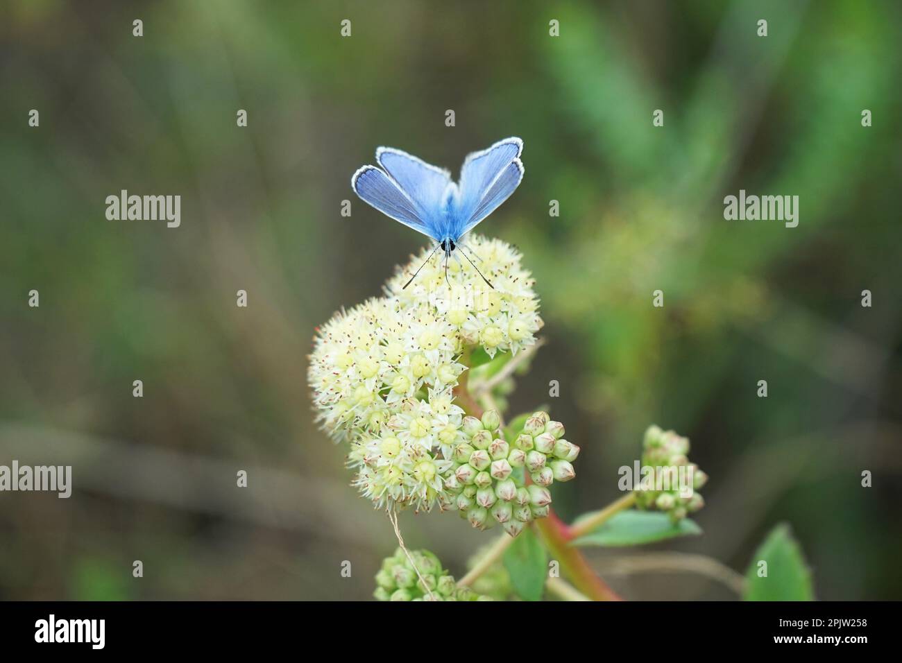 Farfalla su un bel fiore in un prato in una giornata di sole Foto Stock