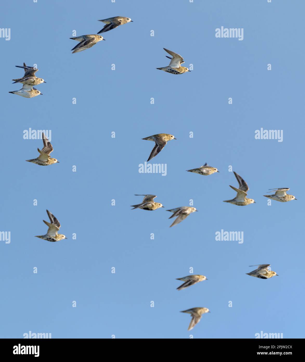 Un gregge di innamorati d'oro (Pluvialis albicaria) in volo contro un cielo blu, Northumberland Foto Stock