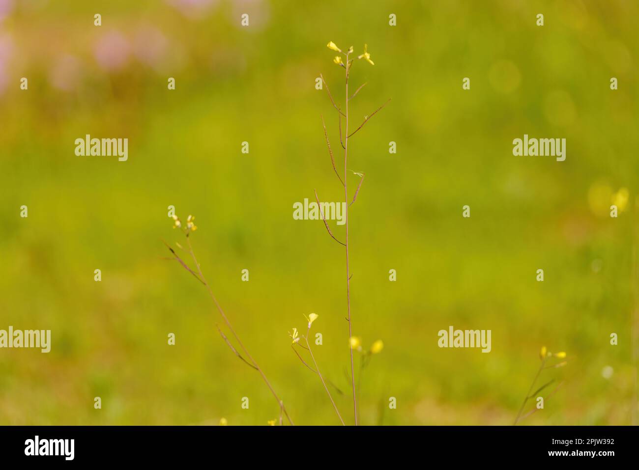 Pianta lunga, sottile, gialla con fondo verde sfocato in primavera Foto Stock