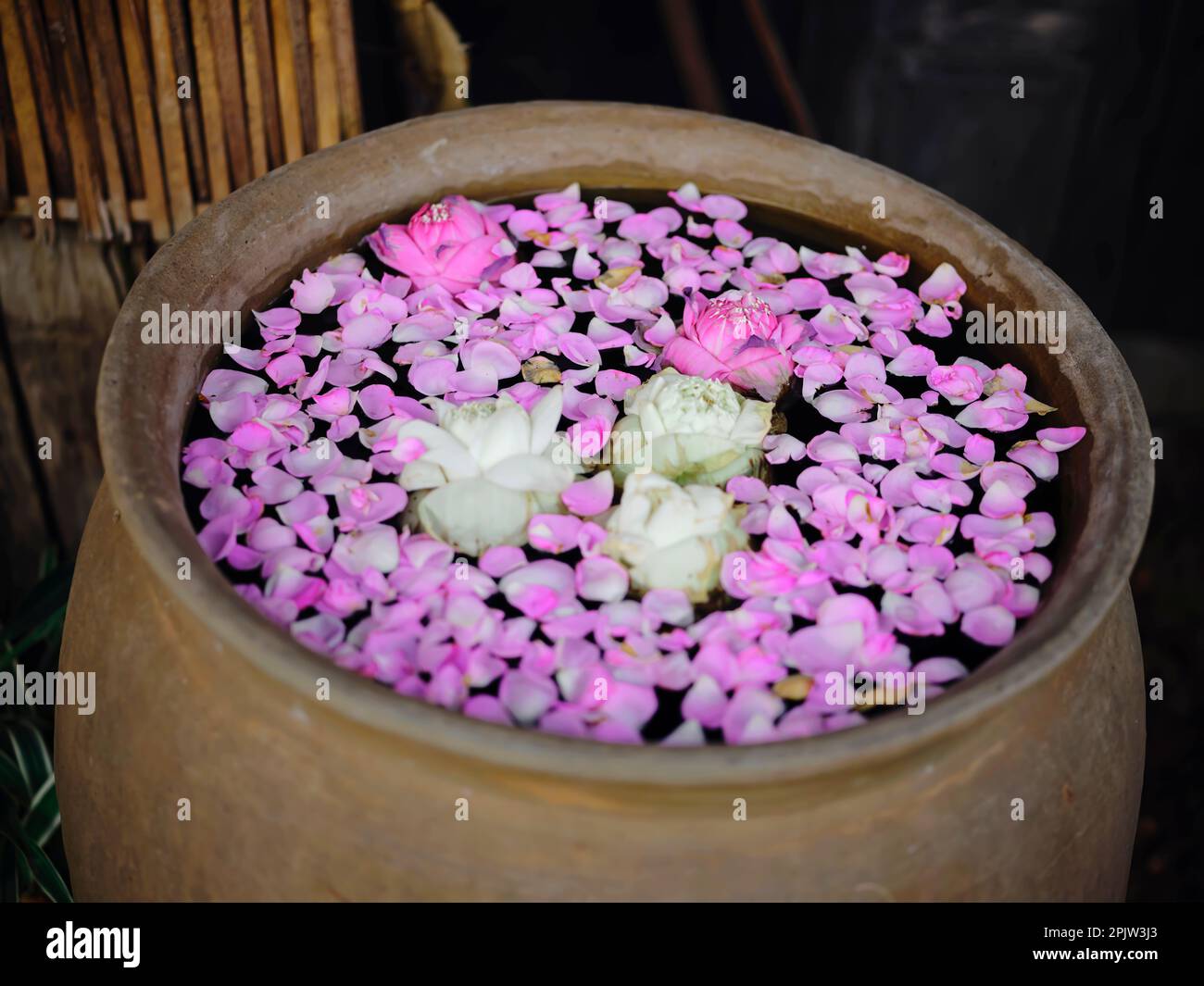 fiori lotus giardino loto viola bianco bellissimo bacino di loto in acqua Foto Stock