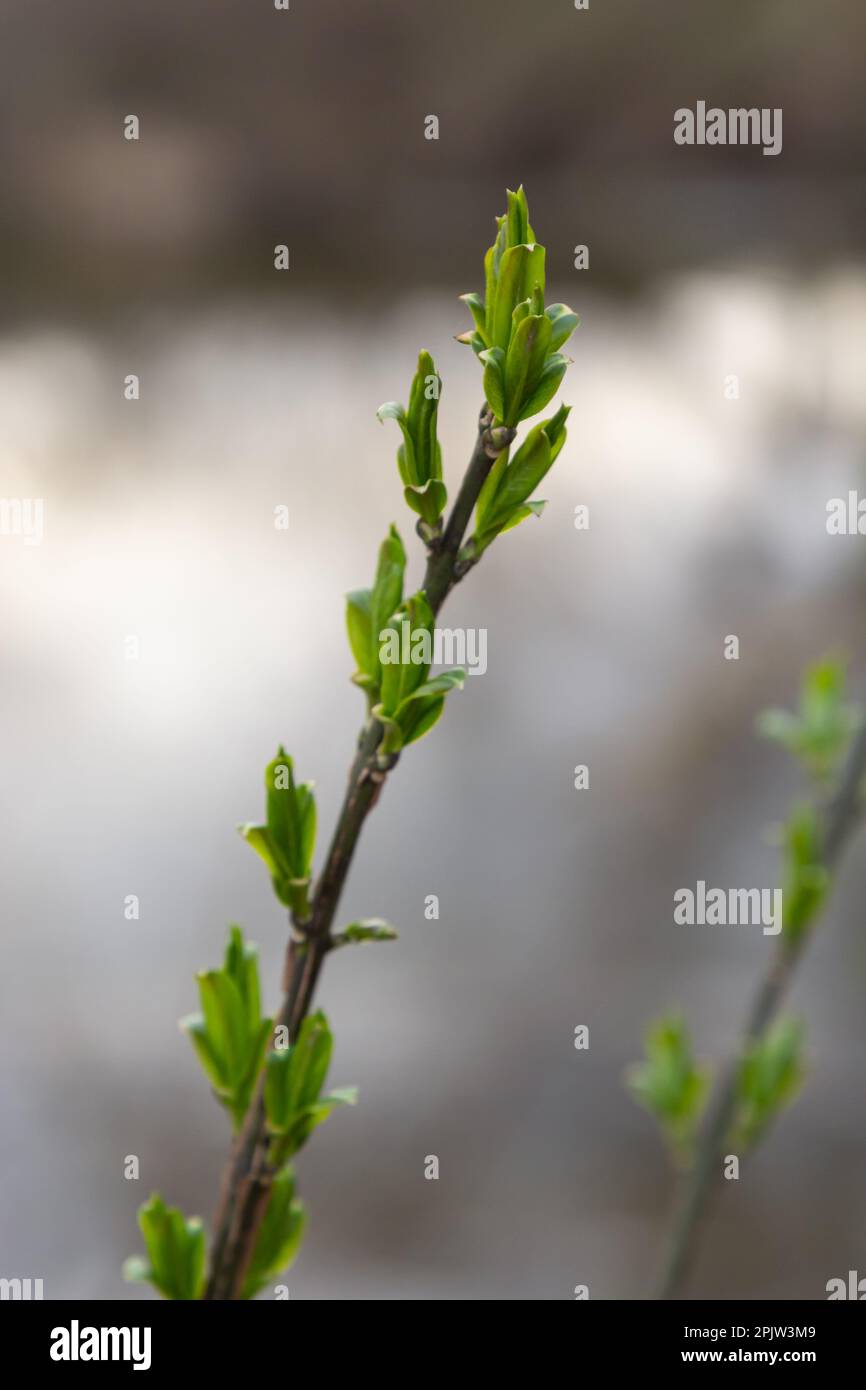 germogli germoglianti su un ramo di albero nella macro primaverile. Inizio primavera, un ramoscello su uno sfondo sfocato. La prima primavera verde. Foto Stock