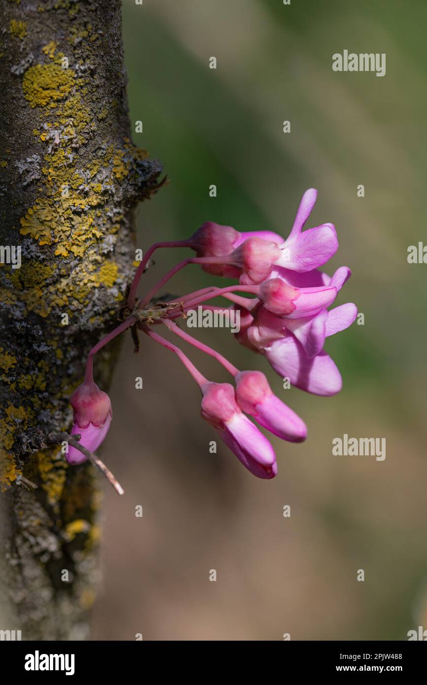 Albero di Giuda in fiore Foto Stock