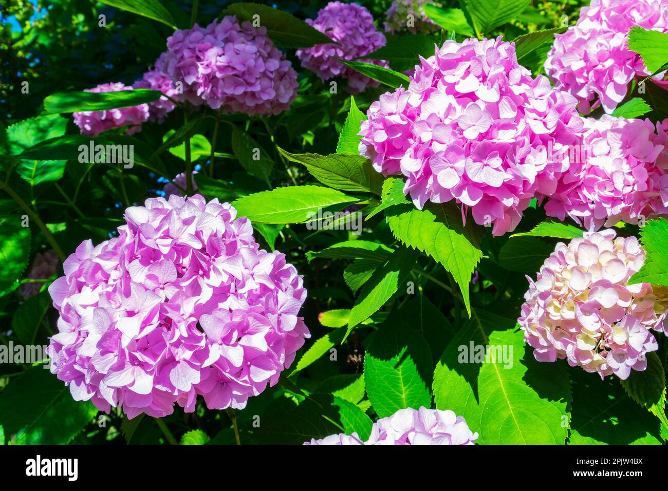 L'idrangea macrophylla è una specie di pianta fiorita della famiglia delle idrangeaceae, originaria del Giappone Foto Stock