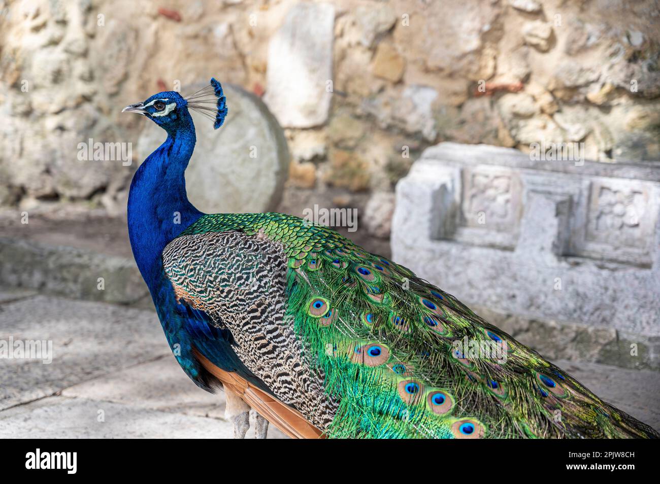 Maschio grande pavone a Lisbona Foto Stock
