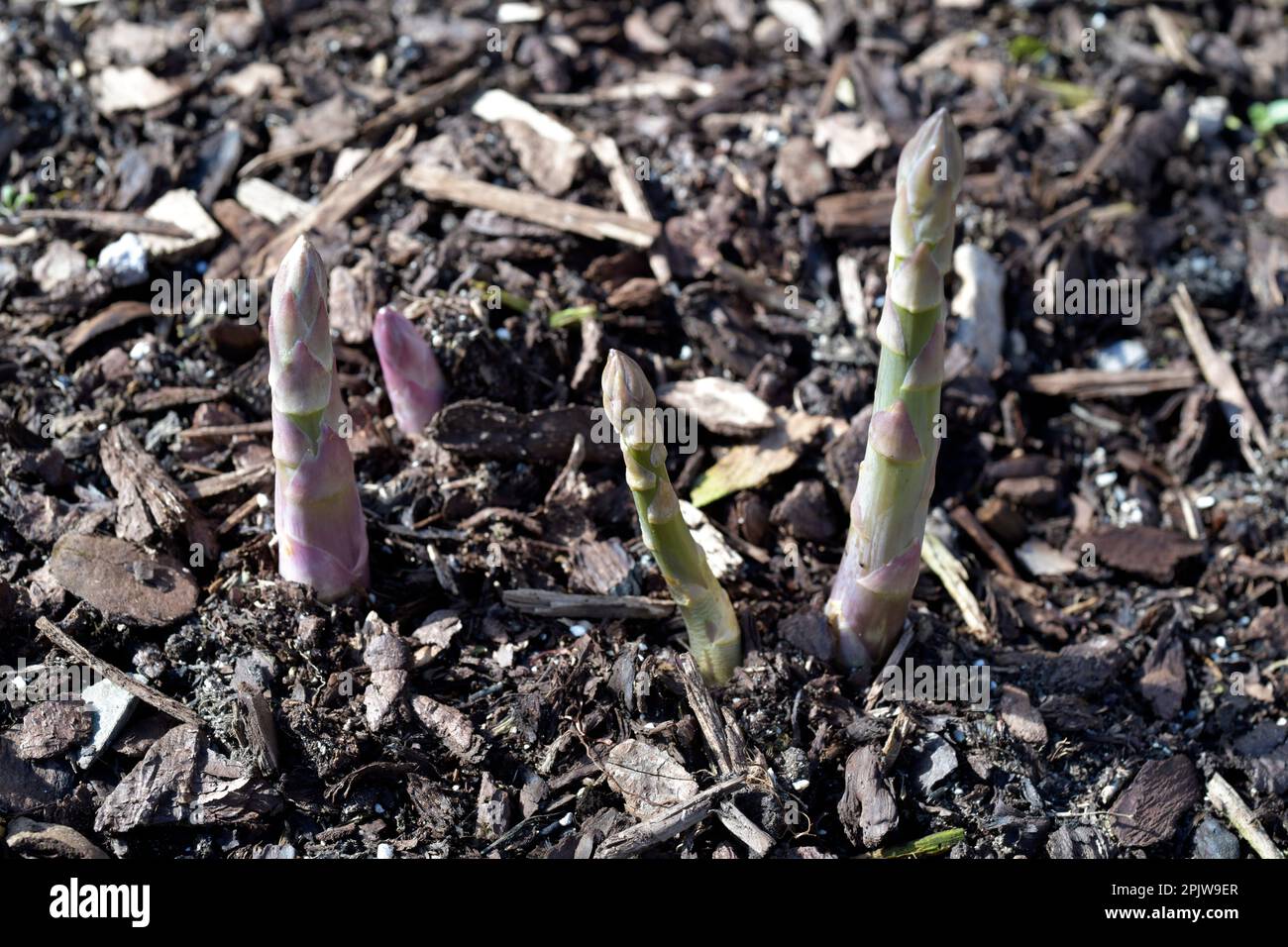 asparagi che crescono in inghilterra norfolk primaverile Foto Stock