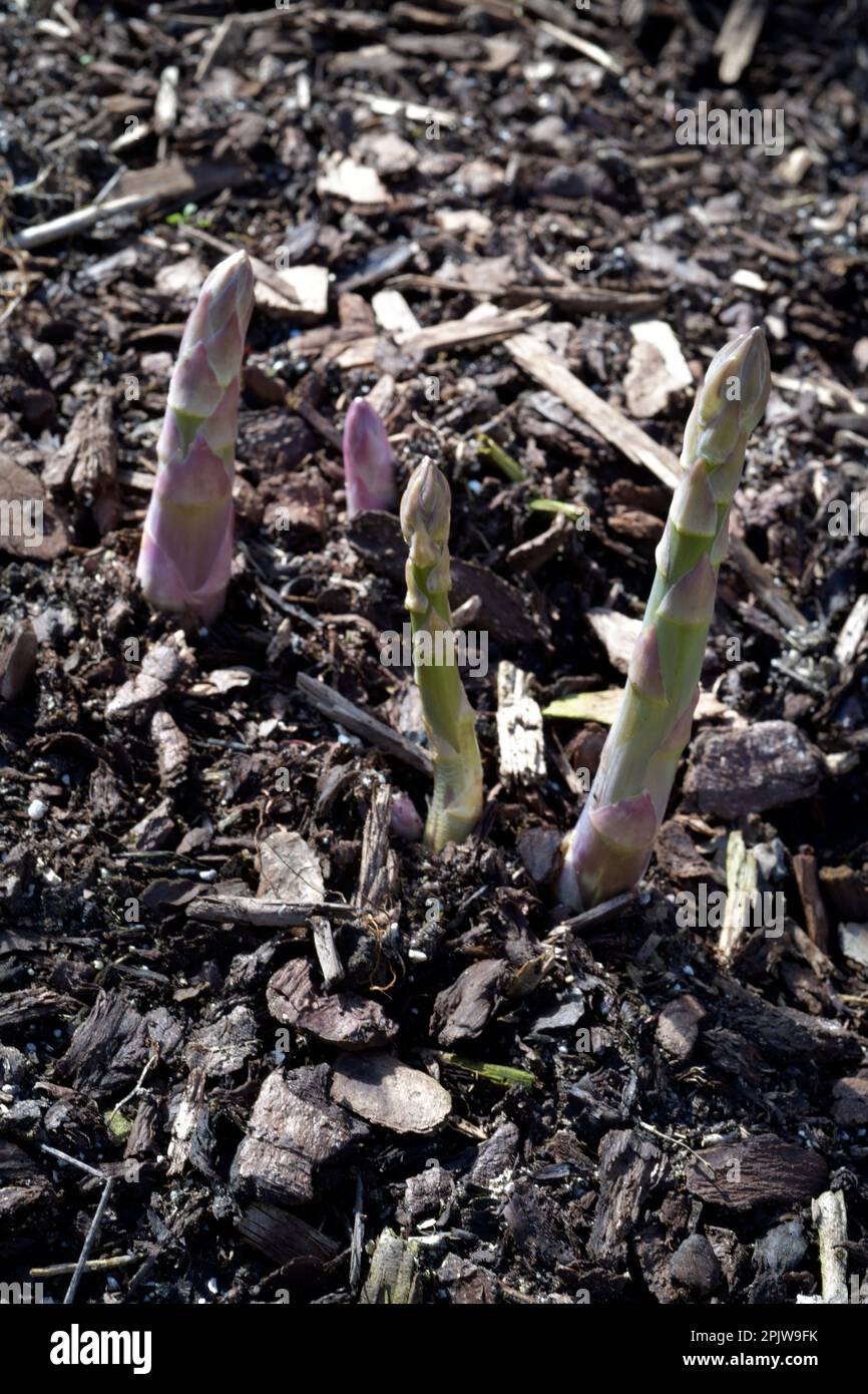 asparagi che crescono in inghilterra norfolk primaverile Foto Stock