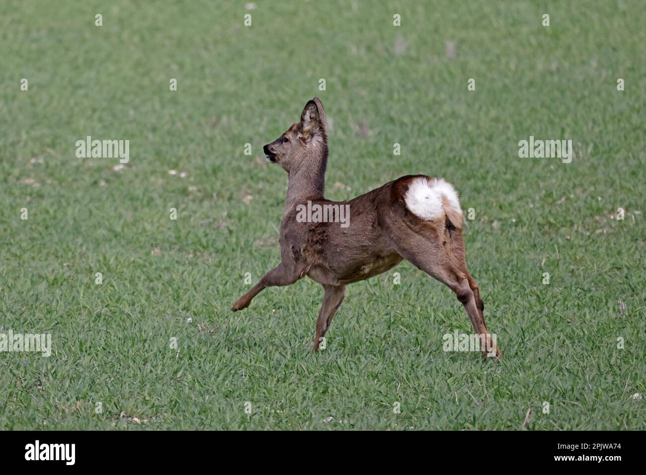 Femmina Roe Deer che corre in un campo nel Norfolk UK Foto Stock