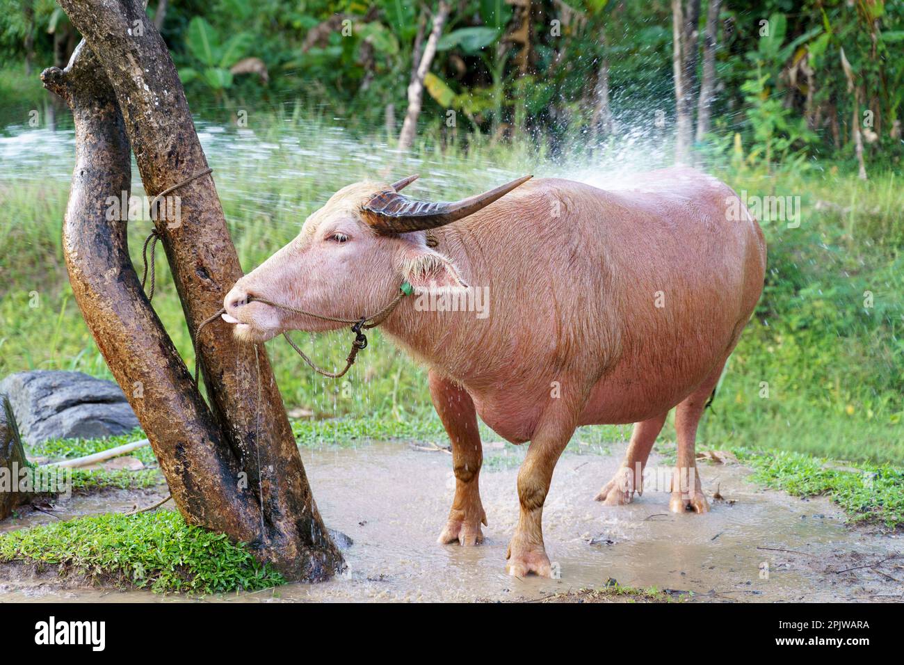 Banteng o animale asiatico toro rosso nella zona della fattoria facendo la doccia. Foto Stock