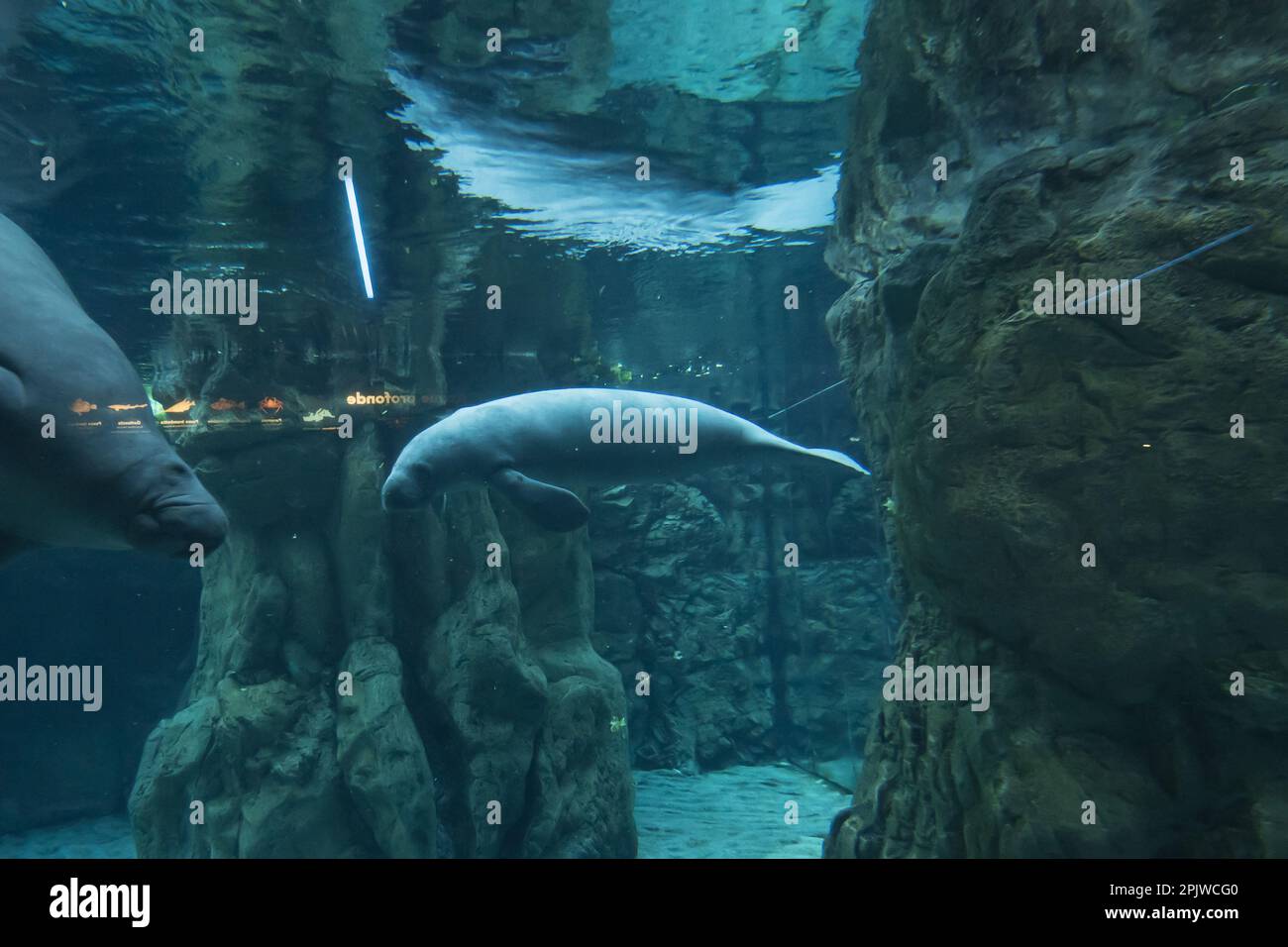 Acquario di Genova, Lamatis, Ligury, Italia, Europa Foto Stock