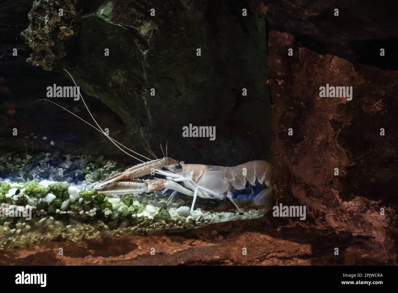 Acquario di Genova, Escape, Ligury, Italia, Europa Foto Stock