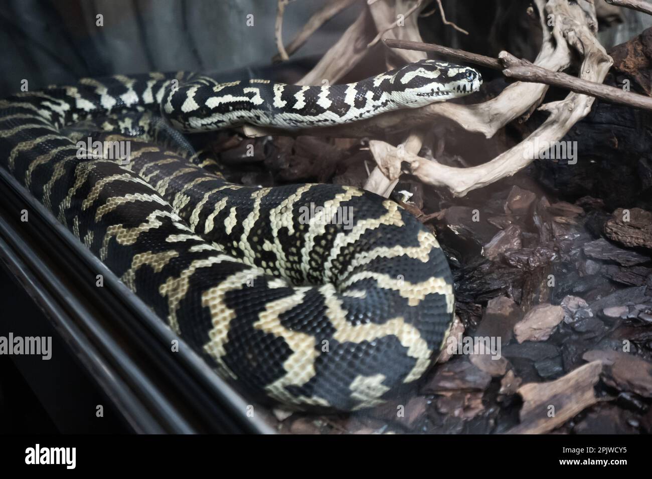 Acquario di Genova, Python, Ligury, Italia, Europa Foto Stock