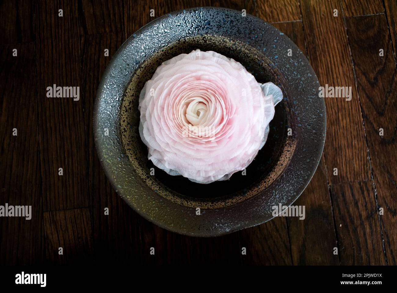 Fiori di Ranunculus rosa che galleggiano all'interno di una ciotola Foto Stock