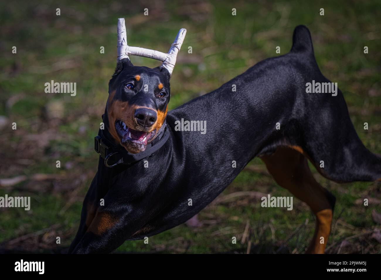 Un giovane Doberman Pinscher che corre gioiosamente lungo un sentiero con le sue orecchie tappate Foto Stock