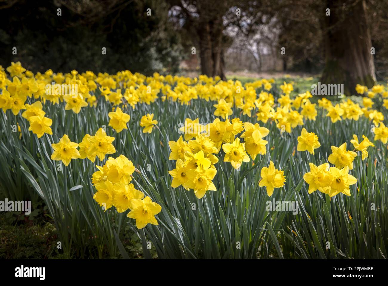 Narcisi in boschi, Galles, Regno Unito Foto Stock