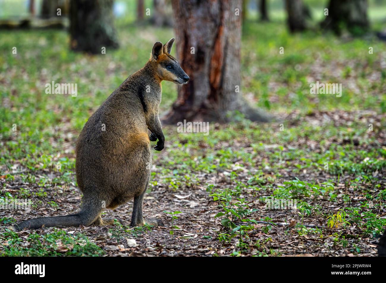 Palude wallaby (Wallabia bicolore) in piedi in boschi aperti. Queensland Australia. Foto Stock
