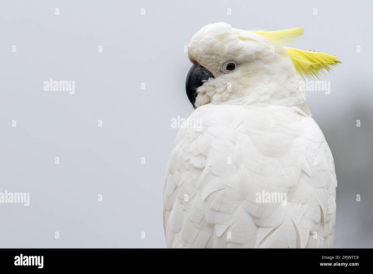 Cachatua galerita (Cacatua galerita) appollaiato sulla rotaia sotto la pioggia. Bunya Montagne Queensland Australia Foto Stock
