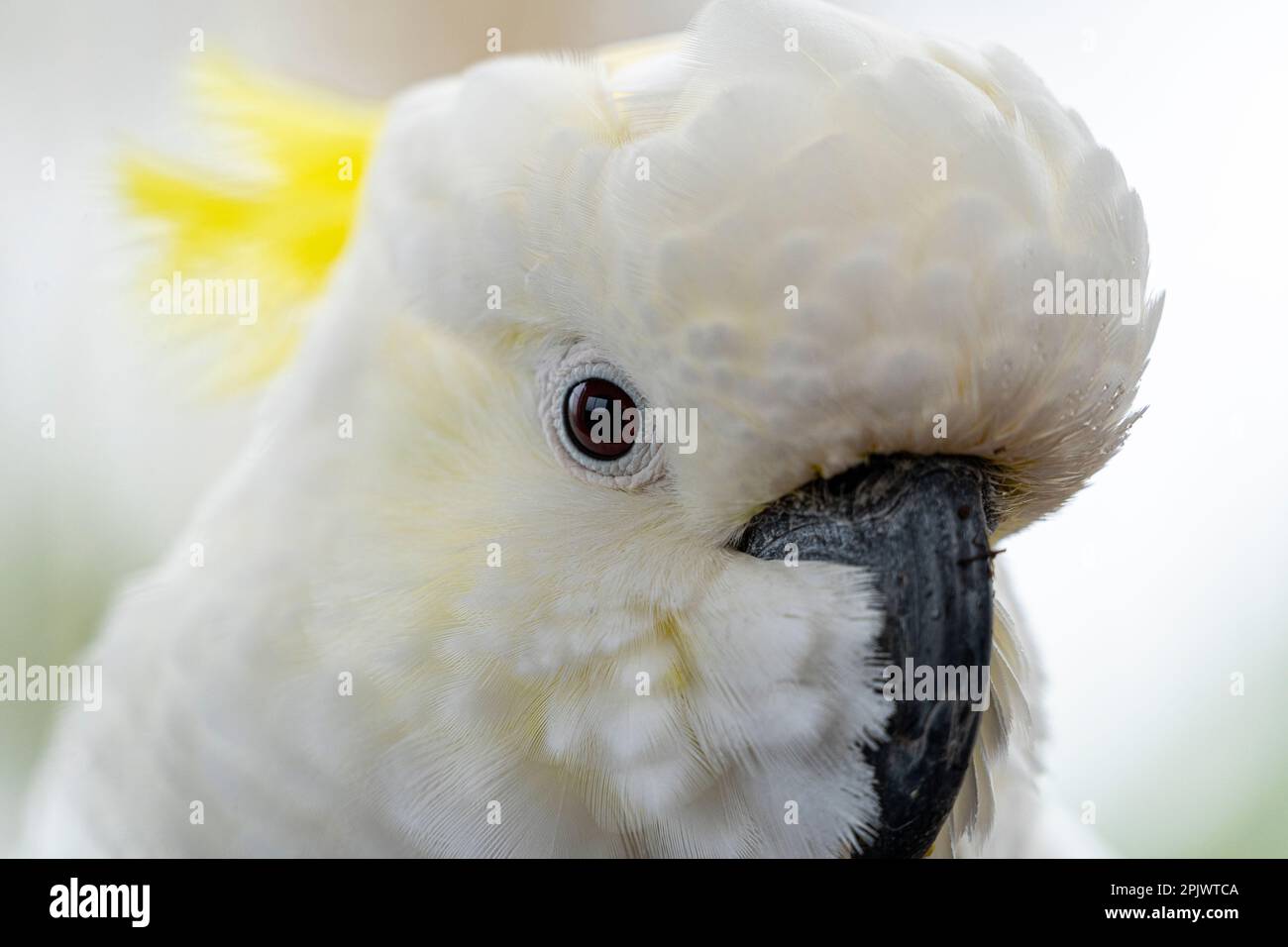 Zolfo-crested cockatoo (Cacatua galerita) Foto Stock