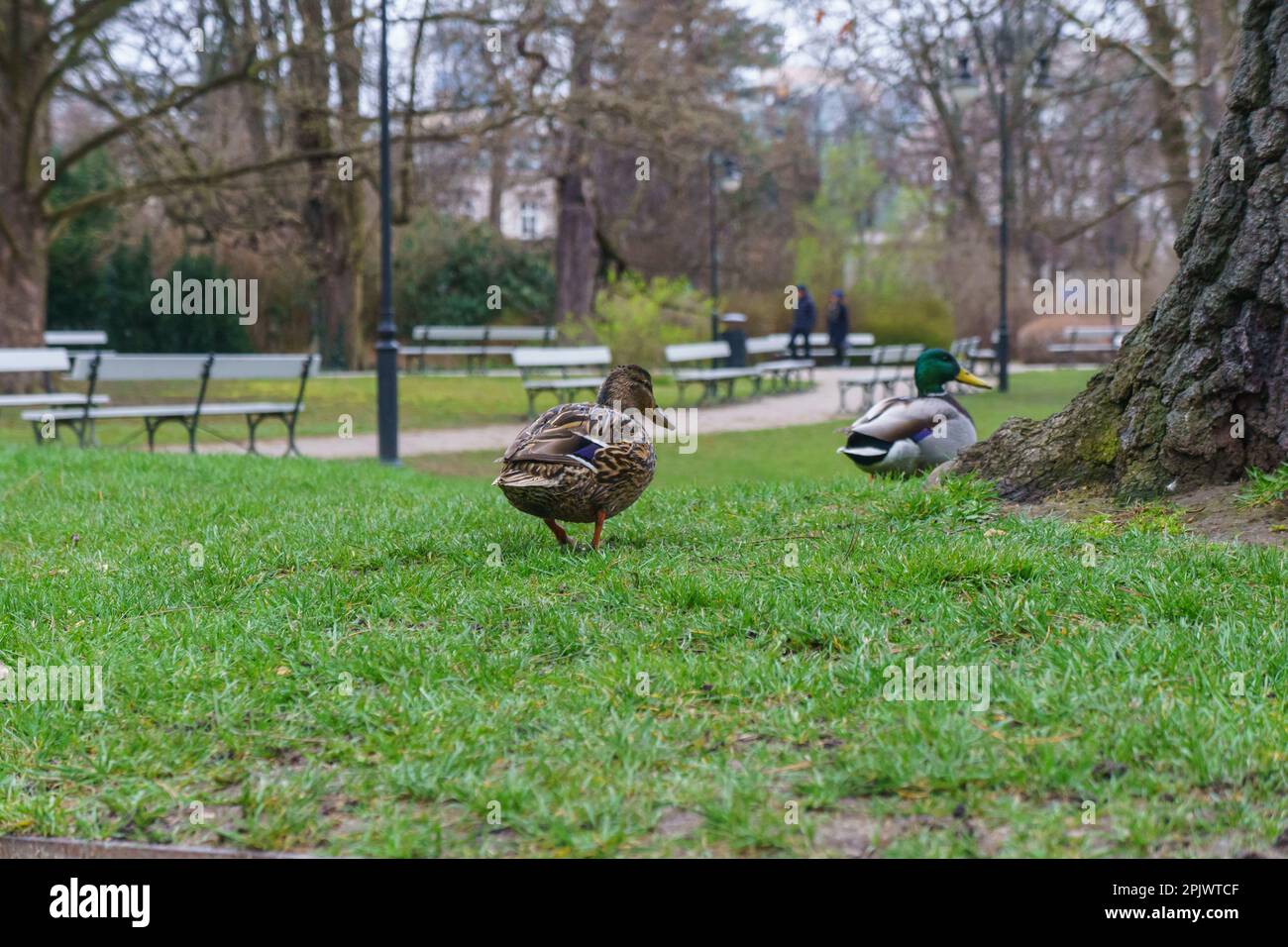 Anatre nel Parco Ujazdowski, Varsavia, Polonia Foto Stock